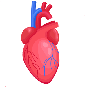 \"heart---parts-of-the-body---english-for-kids---lingokids\"
